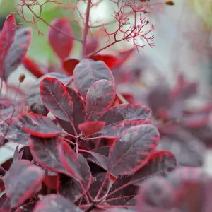 Cotinus Coggygria Royal Purple 3.5 Litre Potted Plant x 2