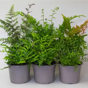 6 x Garden Fern Mix in 13cm Pots