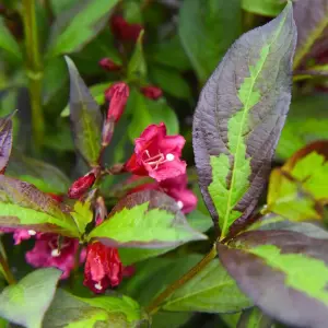 Weigela Camouflage - Multicoloured Foliage, Red Flowers, Hardy Shrub (15-25cm Height Including Pot)