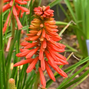 Kniphofia Poco Red - Striking Red Flowers, Upright Growth, Ideal UK Garden Plant, Compact Size (20-30cm Height Including Pot)