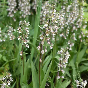 Lincolnshire Pond Plants Ltd Marginal Plants - Pond Plants (Epipactis Palustris) - 3 Litre potted