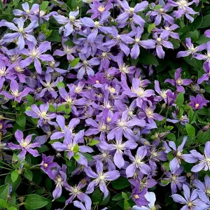 Clematis Arabella Blue Flowering Vine Climbing Plant 10cm 9cm Pot