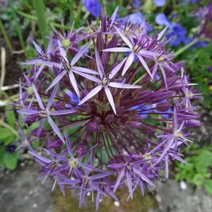 Allium Christophii Flowering Bulbs - Unique Globe Blooms (100 Pack)