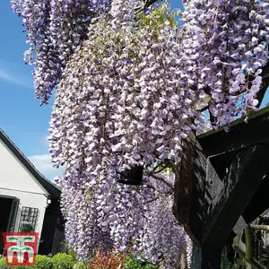 Fragrant Wisteria Prolific - 1.5 Litre Potted Plant x 2 - Hardy Shrub - Loved by Pollinators - Climbing Plant