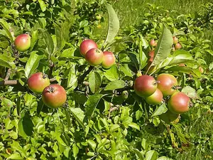 5 Crab Apple Trees 40-60cm Native Malus Hedging, Make your own Cider & Jelly 3FATPIGS