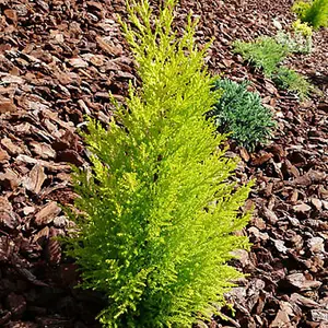 Cupressus Wilma Plant - Compact Size, Evergreen Foliage, Sunny Areas (20-30cm, Pack of 2 Plants)