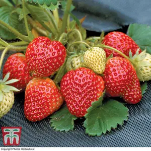 Grow Your Own Fruit  Strawberry (Fragaria) Honeoye 9cm Taupe Pot x 3