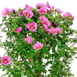 Anisodontea Elegans Princess Garden Plant - Rose-Pink Blooms, Compact Size, Attracts Pollinators (10-30cm Height Including Pot)