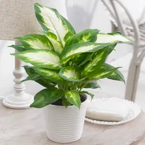 Dieffenbachia 'Camilla' - Lush Foliage Plant for Indoor Environments, Easy Care, Air-Purifying (20-30cm)