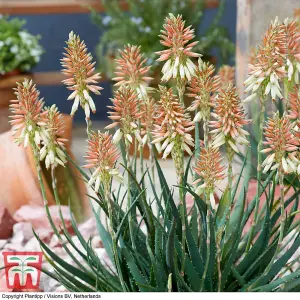 Aloe Safari Sunrise 13cm Potted  Plant x 1