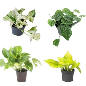 Pothos Collection - 4 Plant Mix - House Plant Collection 10cm Pot Size