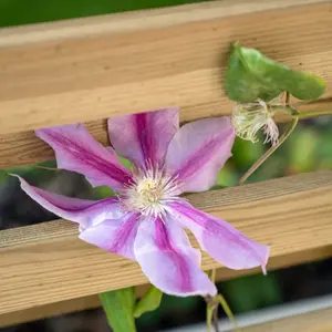 Wooden Garden Living Screen Planter