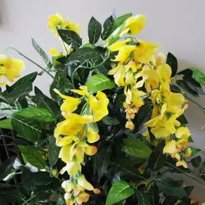 120cm Yellow Flowering Wisteria Tree