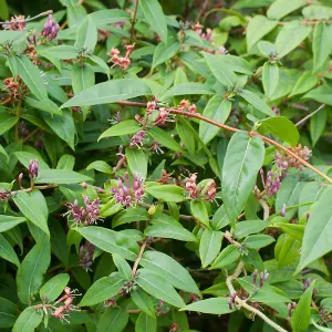 Lonicera Henryi Garden Plant - Climbing Vine, Compact Size (30-40cm Height Including Pot)