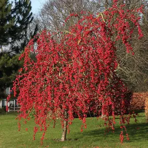 Malus Red Sentinel Tree - Crab Apple Tree, White Flowers, Tasty Fruit, Low Maintenance (5-6ft)