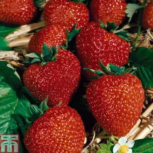 Strawberry (Fragaria) Flamenco 24 Bare Roots - Outdoor Fruit Plants for Gardens, Pots, Containers