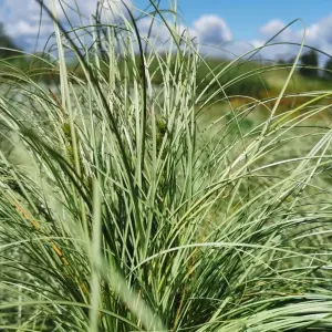 Carex Frosted Curls - Ornamental Grass with Curled Leaves, Shade (10-20cm Height Including Pot)