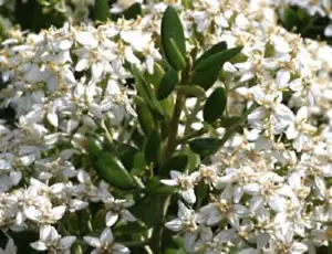 Olearia Haastii Daisy Bush Evergreen Flowering Garden Shrub Plant