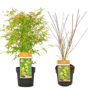 Acer Katsura - Japanese Maple, Ornamental Tree (20-30cm Height Including Pot)