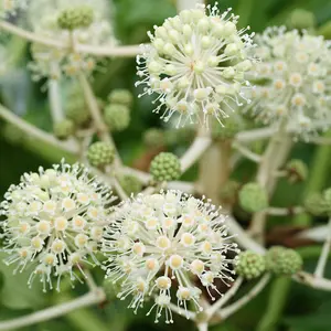 Fatsia Japonica (Japanese Aralia), Castor Oil Plant, Garden Ready, 40cm Tall in a 17cm Pot, Evergreen, Easy to Care for, Shade Lov