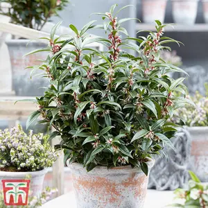 Sarcocca Plant - Winter Gem - 3 x 3 Litre Potted Plantted Plants