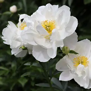 Peony 'Miss America' -  3 Bare Root Plants