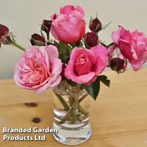 Rose (Rosa) (Hybrid Tea) Home Florist Timeless Pink 1 Bare root