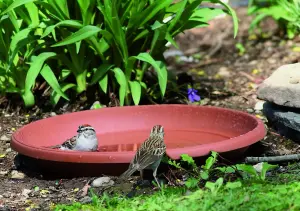 Round Plastic Water Plant Pot Saucer Trays Terracotta  21cm