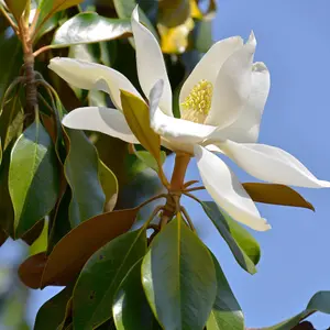 Magnolia Pleached Tree with Staking Kit - 200cm Stem and 16cm Girth