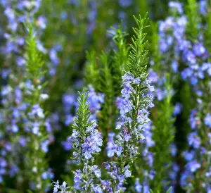 Rosemary Herb Plant in 14cm Pot - Upright Evergreen Plant - Ready to Plant