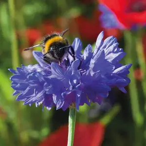 Cornflower Blue Diadem 1 Packet (180 Seeds)