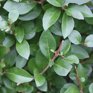 Ligustrum Ovalifolium 'Green Privet' Bare Root Hedge Hedging Tree Plants (2-3ft, 200 Plants)