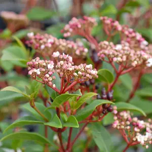 Viburnum Tinus Spirit (Laurustinus Viburnum) 3.6 Litre Potted Plant x 1