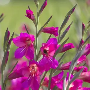 Boston Seeds Gladioli byzantinius Bulbs (40 Bulbs)