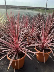 Cordyline Palm Plant Extra Large Specimen 2.5ft Tall Supplied in Patio Pot