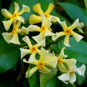 Trachelospermum Jasmin Star of Toscane in 9cm Pots