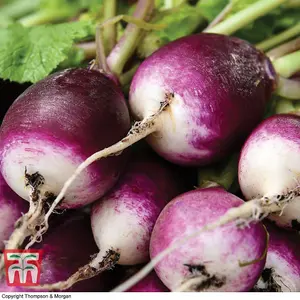 Radish Diana 1 Seed Packet (350 Seeds)