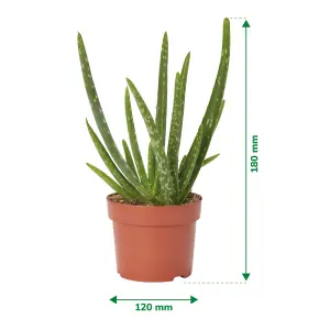 Verve Aloe vera in Terracotta Plastic Grow pot 12cm