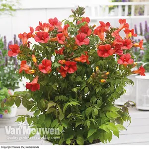 Campsis Summer Jazz Gold 2 Litre Potted Plant x 1