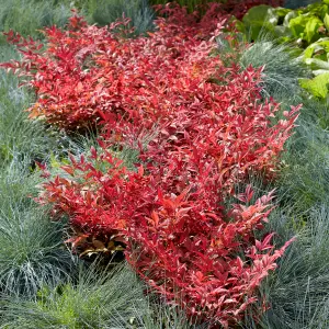 Nandina Domestica 'Obsessed' - evergreen creamy-pink plant in 17cm pot 40cm tall