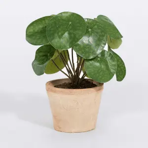 Blooming Artificial - 25cm / 0.75ft Artificial Pilea Bush