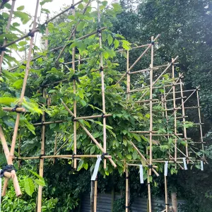 Hornbeam Pleached Tree with Staking Kit - 150cm Stem and 12cm Girth