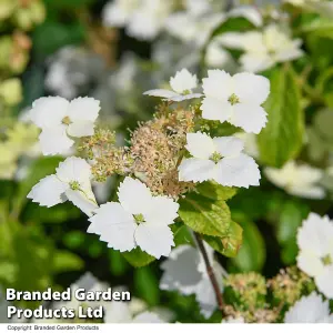 Hydrangea Cloud Nine 9cm Potted Plant x 1