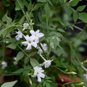 2 x Jasmine Officinale in 9cm Pots - Star Jasmine Plants - Scented Flowers