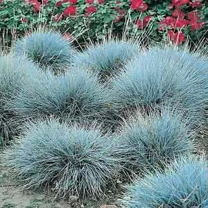 6 x Ornamental Grasses in 9cm Pots - Varieties Like Carex - Festuca - Imperata