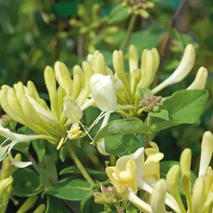 Honeysuckle Lonicera Scentsation 3 Litre Potted Plant x 2