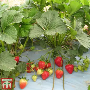 Strawberry (Fragaria) Malling Centenary 6 Bare Roots - Outdoor Fruit Plants for Gardens, Pots, Containers