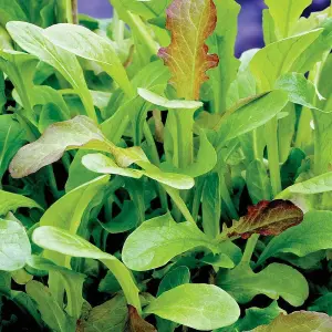 Salad Leaves Mesclum Mixed 1 Seed Packet (500 Seeds)