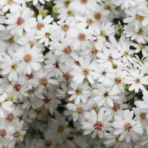 Olearia Spring Bling Garden Plant - White Blossoms, Compact Size, Hardy (15-30cm Height Including Pot)