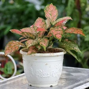 House Plants Aglaonema commutatum Red Valentine, Set of Six Chinese Evergreen, Pink Leaves, Indoor Plants in 6cm Pots, For Home, O